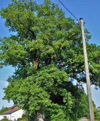 Baum 4 - Eiche