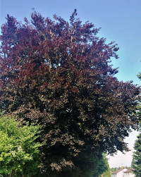 Baum 8 - Rotbuche