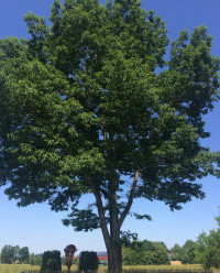 Baum 10 - Amerikanische Eiche